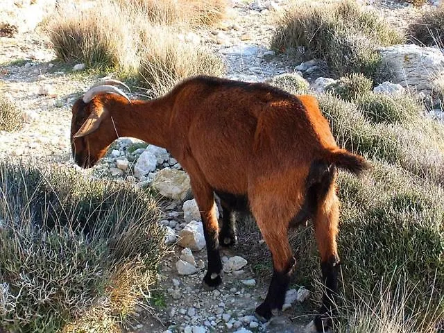 Κάμπινγκ Monte Ortu